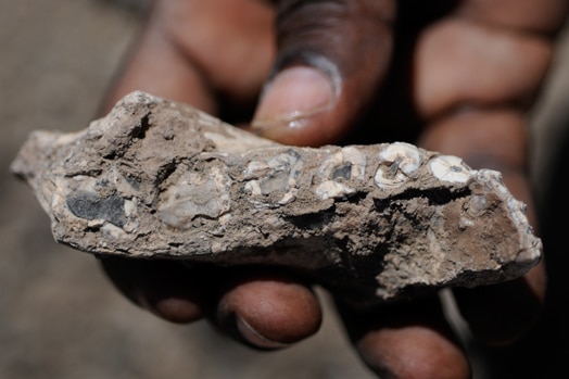 The jawbone fossil complete with teeth