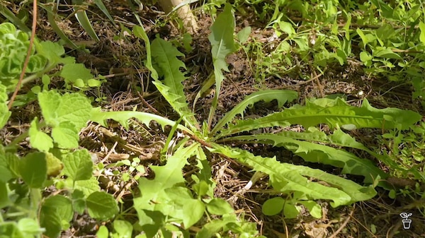 A large flat weed growing on the ground in a garden.