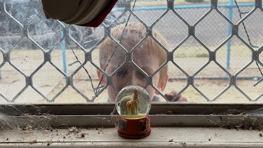 A boy looks through a window and sees a snow globe on the window shelf.