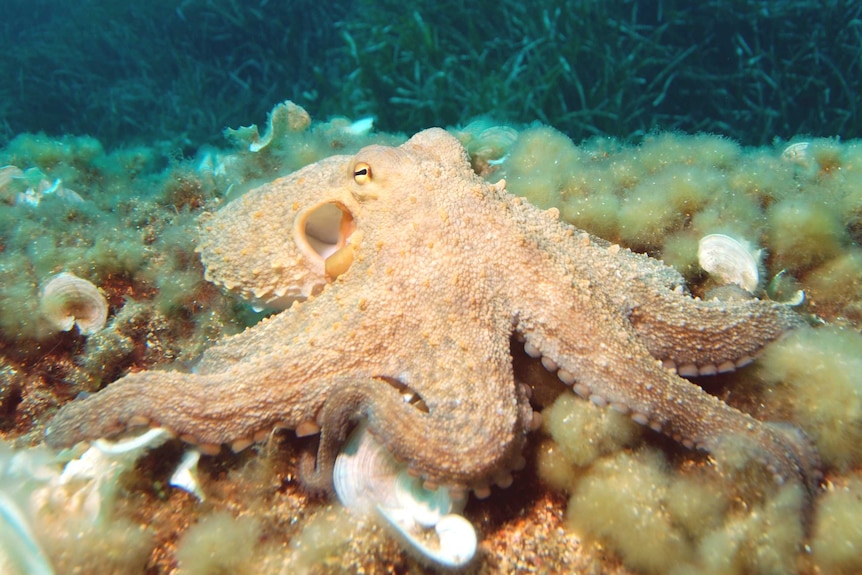 Octopus vulgaris