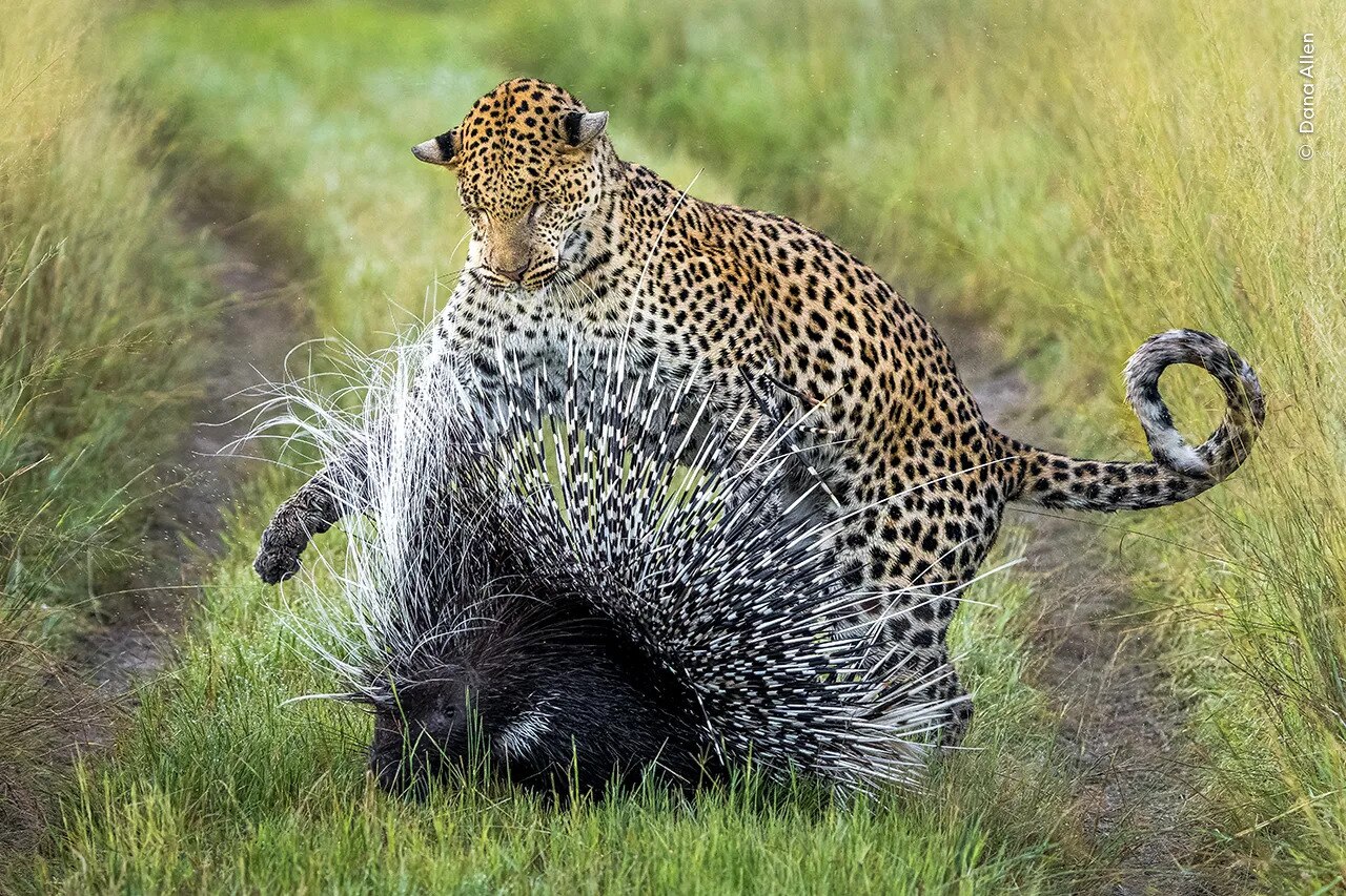 A porcupine using its spikes to defend itself against a leopard