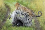 A porcupine using its spikes to defend itself against a leopard