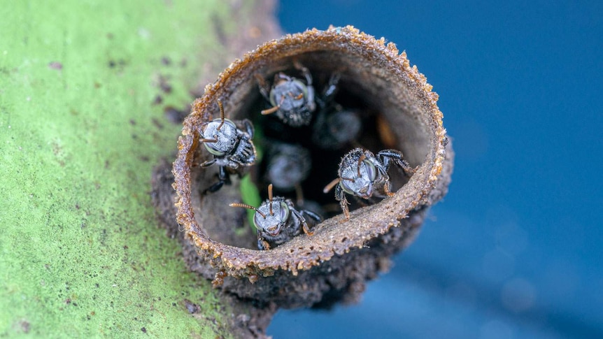 Close-up of Native stingless bees inside a plant.