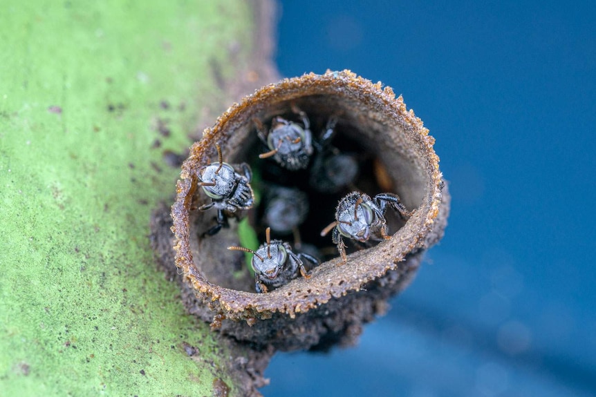 Close-up of Native stingless bees inside a plant.