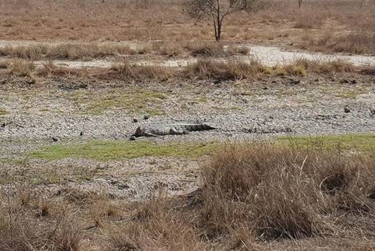 A decapitated crocodile in a ditch at Karumba