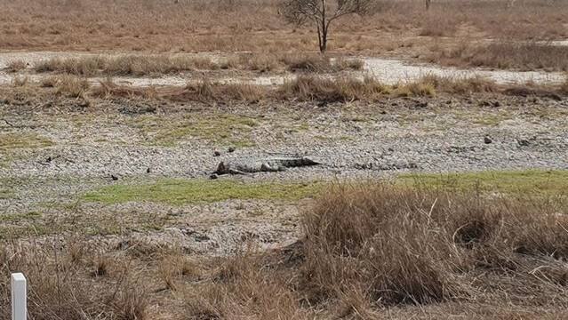 A decapitated crocodile in a ditch at Karumba