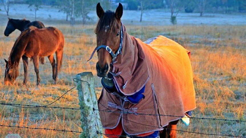 A horse rugged up against the cold during the sunrise.