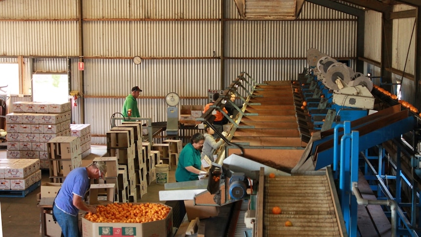 Backpackers filling fruit harvest gap