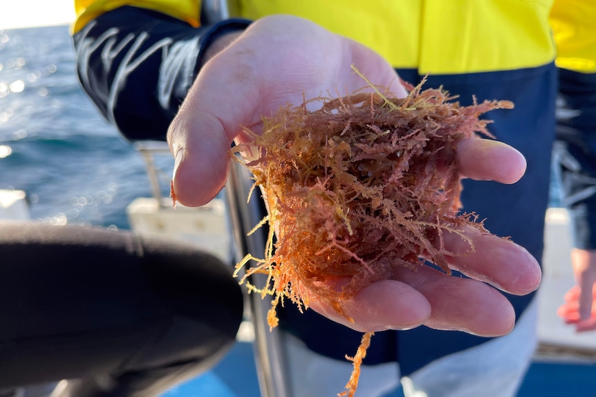 Scott Elliott holds a handful of red seaweed, with the ocean in the background