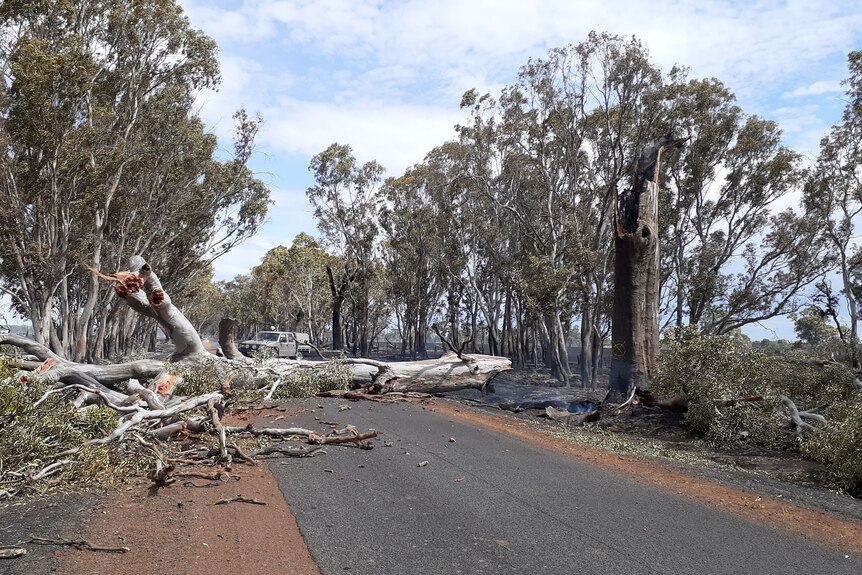 a fallen gum tree blocks a narrow sealed road in a rural tree-lined area