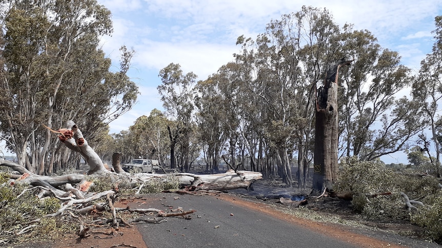 a fallen gum tree blocks a narrow sealed road in a rural tree-lined area