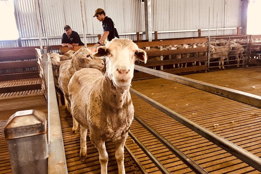 Sheep in a drafting race inside a shearing shed