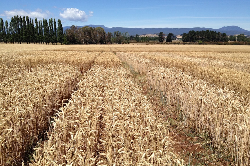 rectangles of grain crops, poplars and Tasmania's Western Tiers