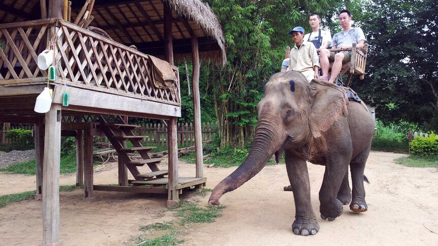 A rescued logging elephant walks through an Elephant Village in Laos