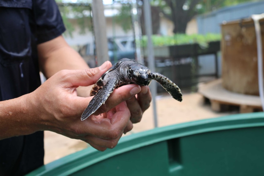 The small, brown turtle is held is a person's hand