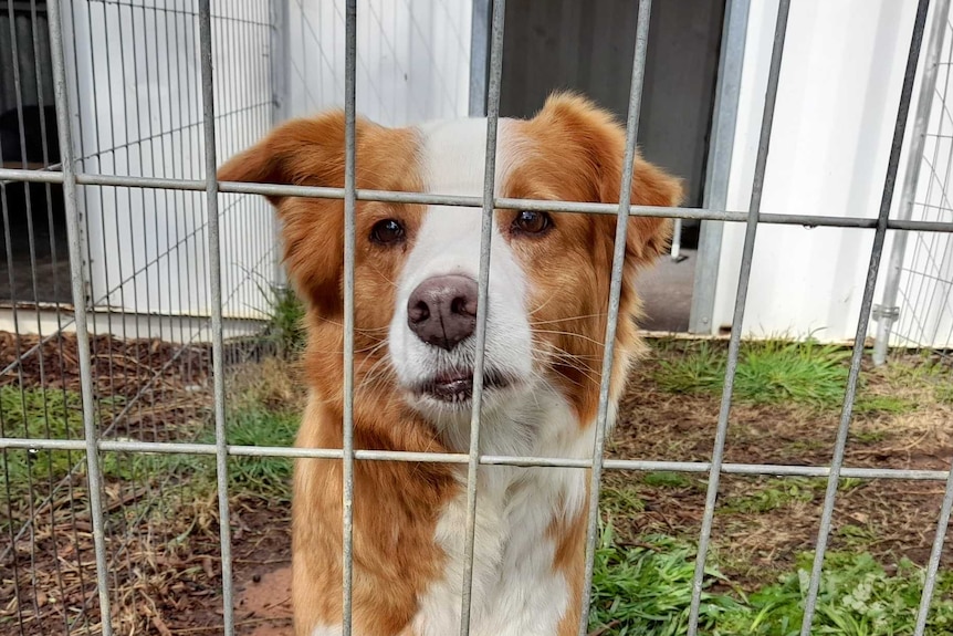 Canine at an animal care facility