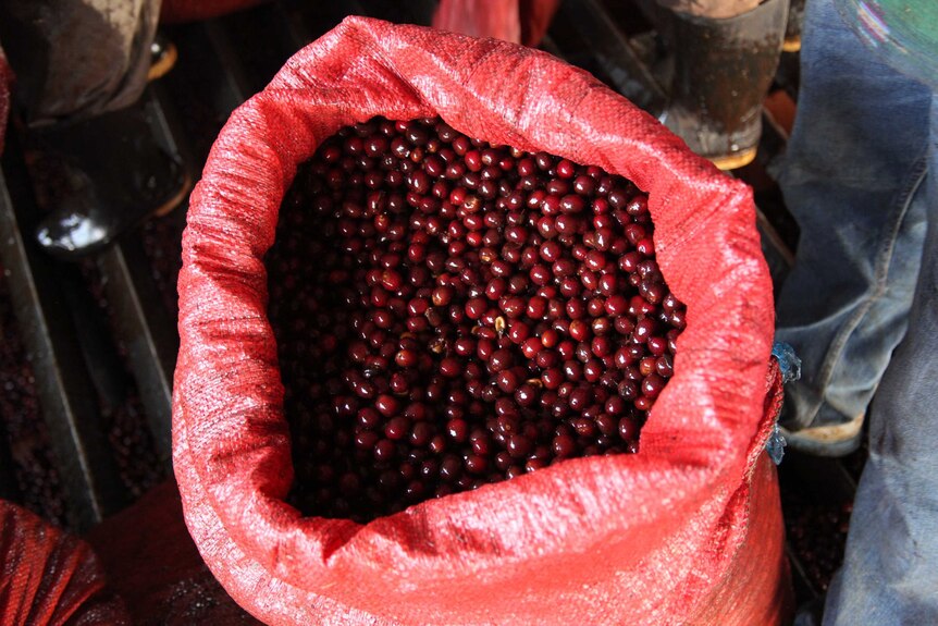 A bag of coffee berries from a producer in South America.