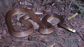 Ergon says an autopsy has identified a bite from a taipan as the cause of death.