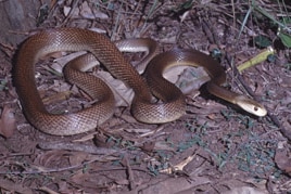 Coastal Taipans are highly venomous and can grow to over 2 metres long.