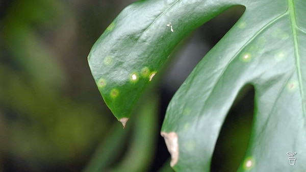 Leaf of an indoor plant with browning edges and light green spots.