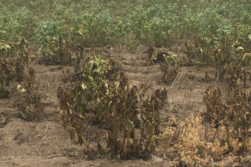 Wimmera bean crop