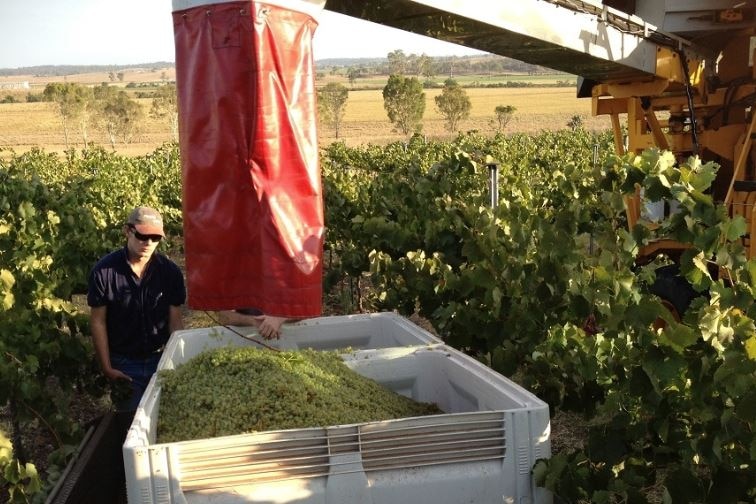 wide shot of a bin of white grapes among vines, with a bag and harvested hanging over the top