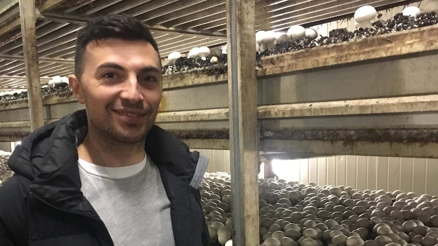 A young farmer strands in front of shelves of organic mushrooms protruding from soil