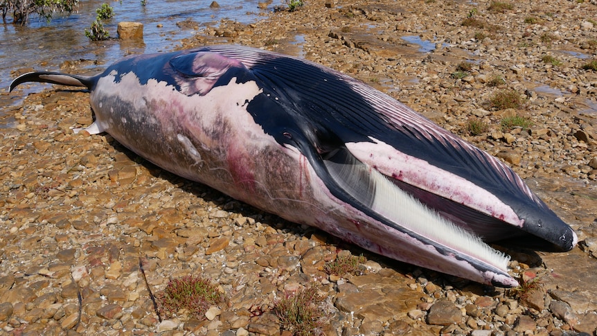 A dead whale lying on rocks.