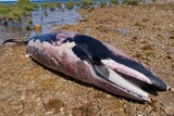 A dead whale lying on rocks.