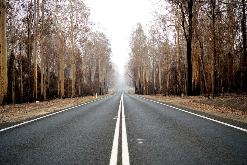 A highway runs through a burnt out forest