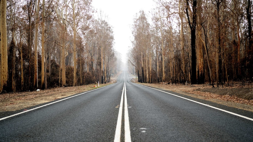A highway runs through a burnt out forest