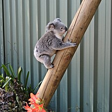 Koala climbs up a log beside a metal fence in residential area.