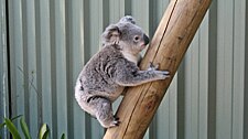 Koala climbs up a log beside a metal fence in residential area.