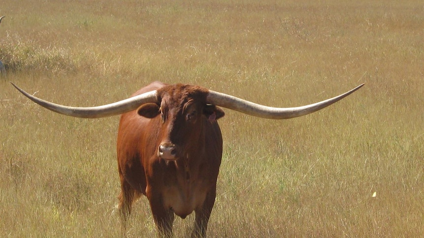 JR, the record breaking Texas longhorn