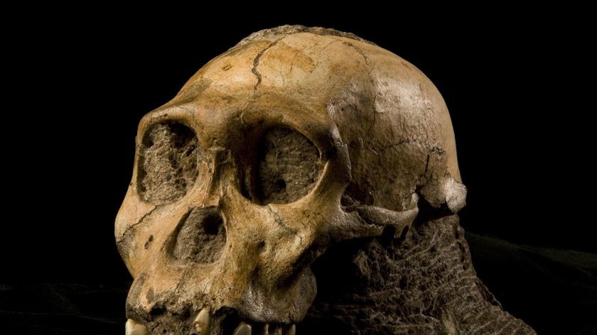 Human ancestor's skull found in 'death trap'