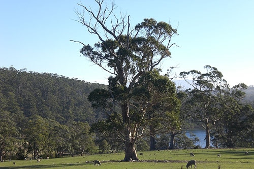 Tasmanian farm