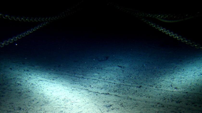 Shocking find: researchers believe these furrows were gouged by bottom longlines set to catch patagonian toothfish.