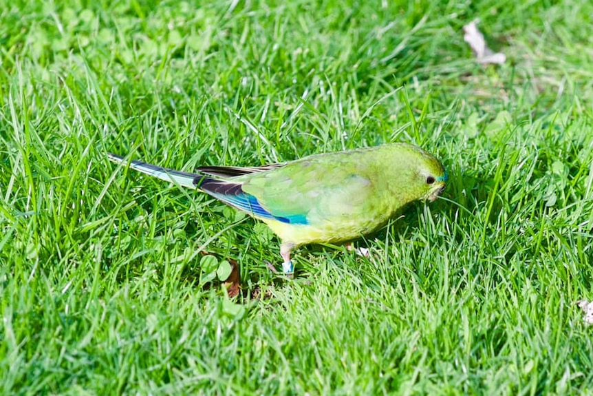 The female orange-bellied parrot spotted at Cockle Creek