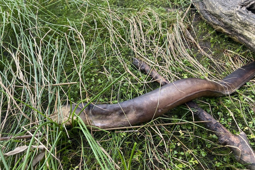 A dead brown eel on grass