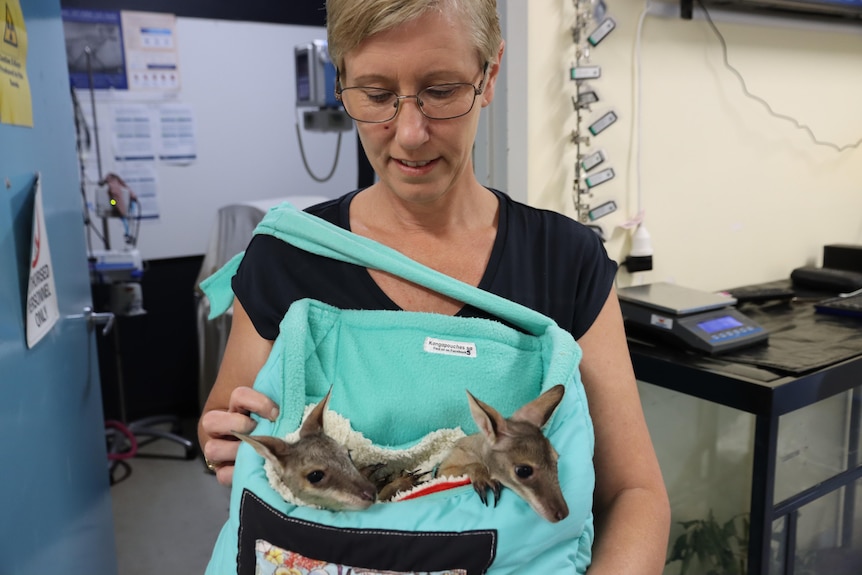 A woman holding two joeys in a pouch hung around her neck.