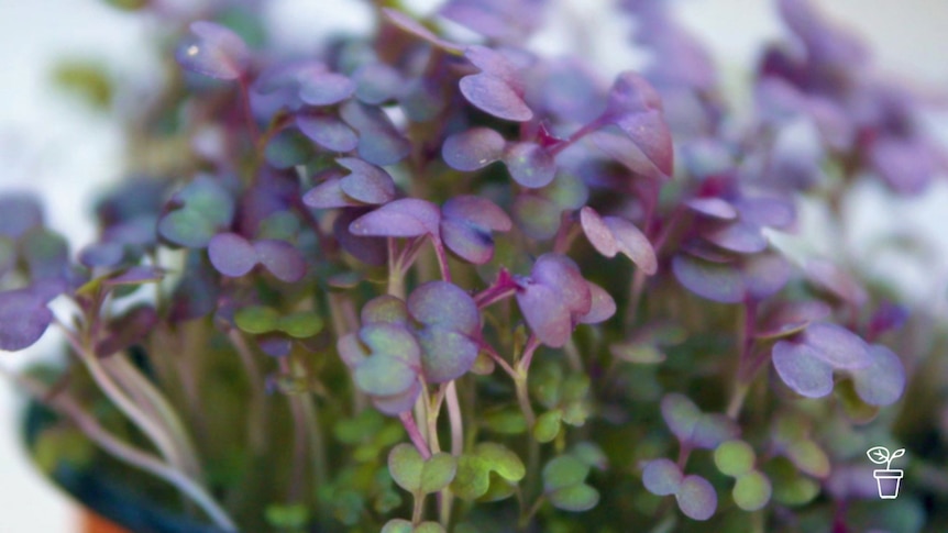 Purple and green leaves of plant in pot