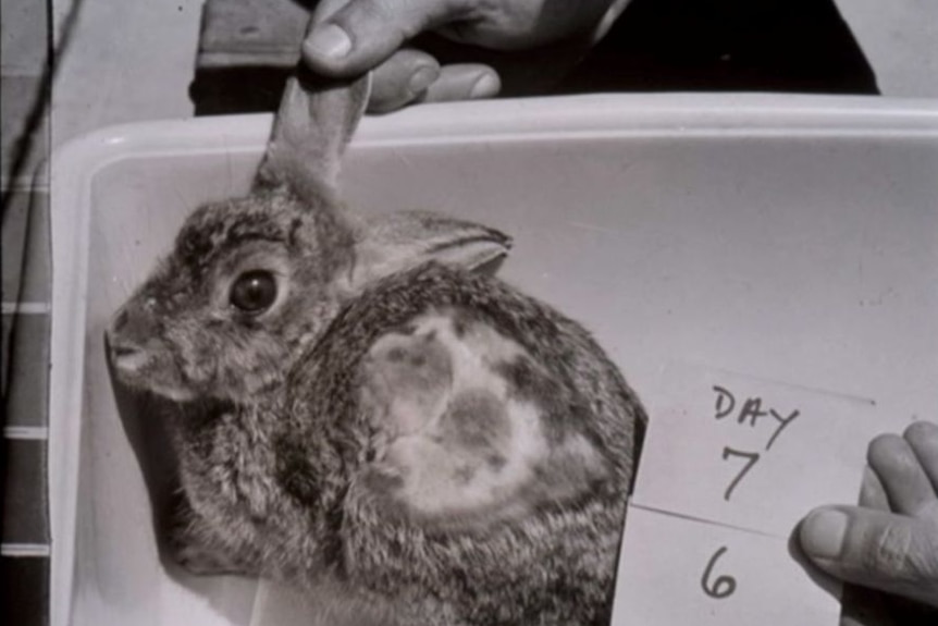 A rabbit in a box, with a note saying Day 7, 6 beside it.