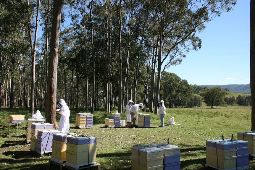 beekeepers working their hives