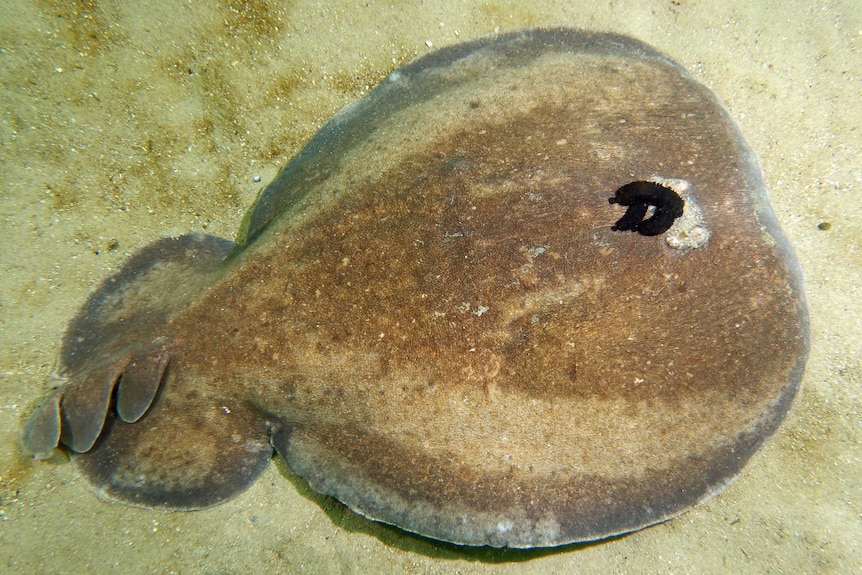 A coffin ray