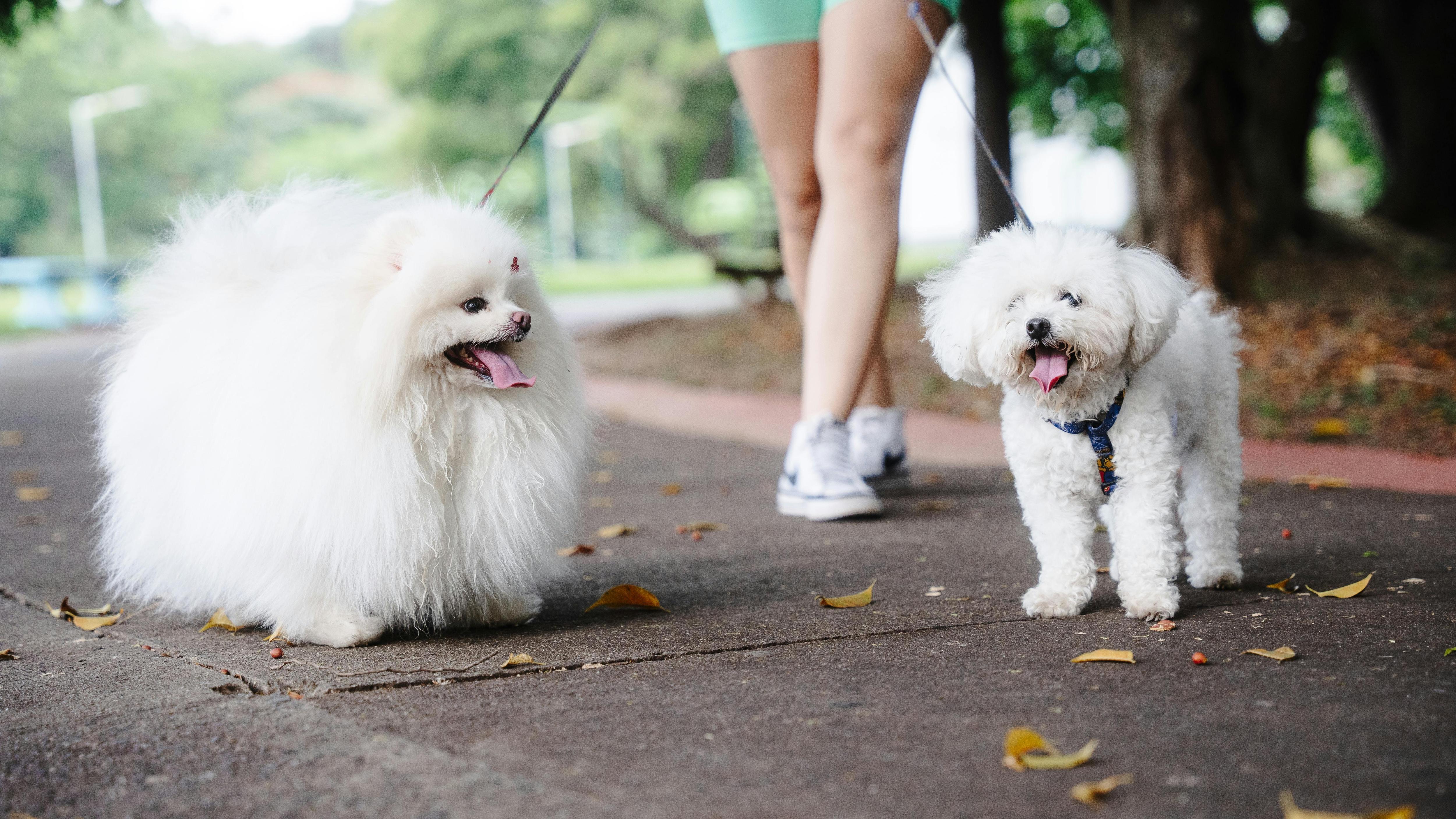 two white dogs being taken for a walk