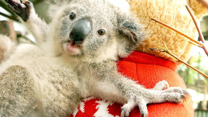 Koala Bon Bon celebrates Christmas