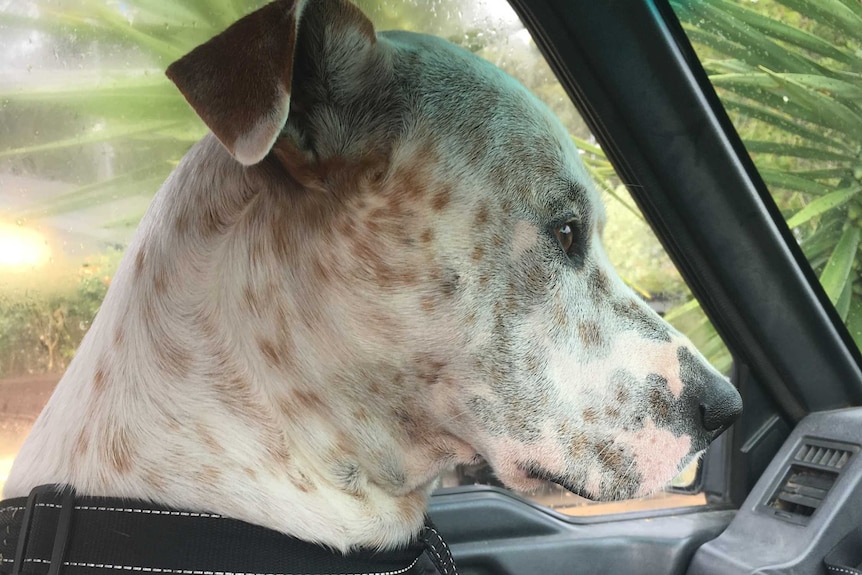 White and grey spotted dog sitting in a car to depict stories of how dogs get people through tough times.