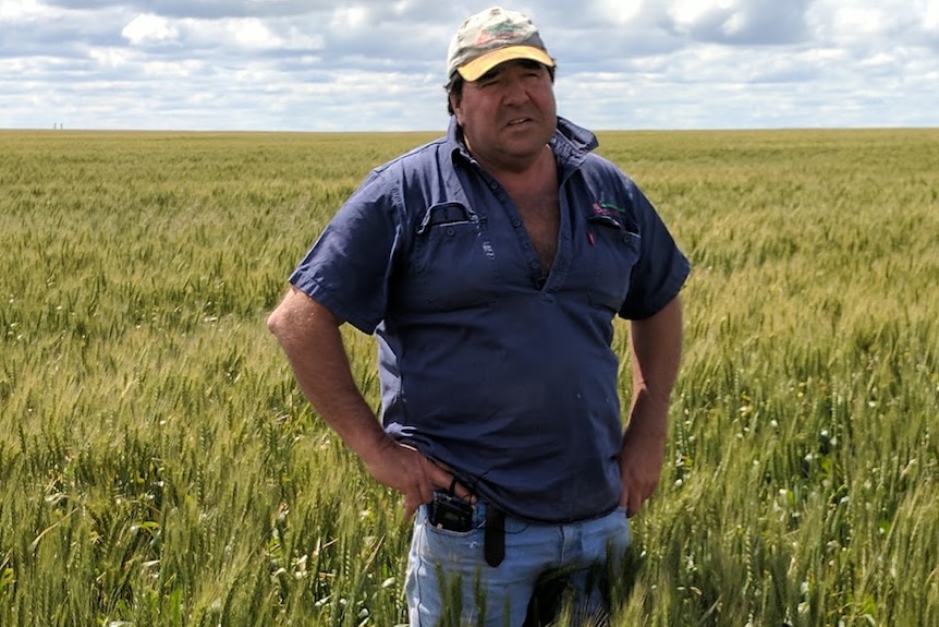 Farmer Scott Pickering stands ina field of grain with his hands on his hips.