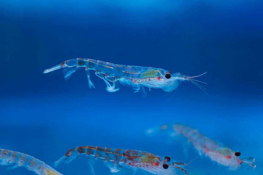 A krill in the Southern Ocean.