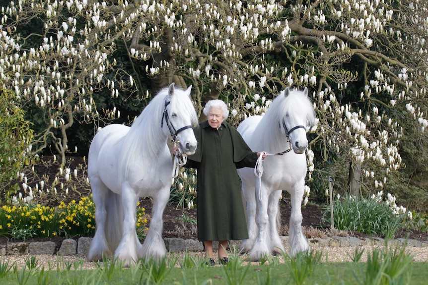 Queen Ponies